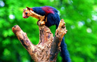 Thekkady, Cochin